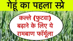 कल्ले (फुटवा) बढ़ाने के लिए ये रामबाण फॉर्मूला